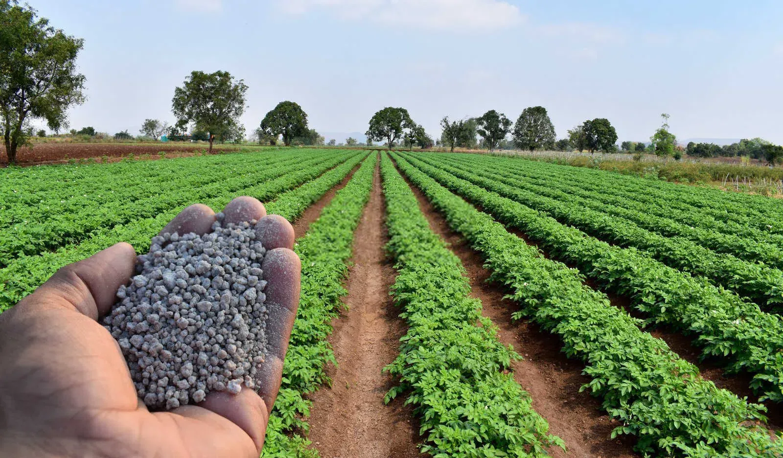 Agricultural Fertilizers.webp